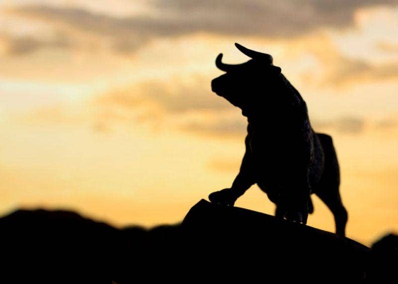 Bull at sunrise